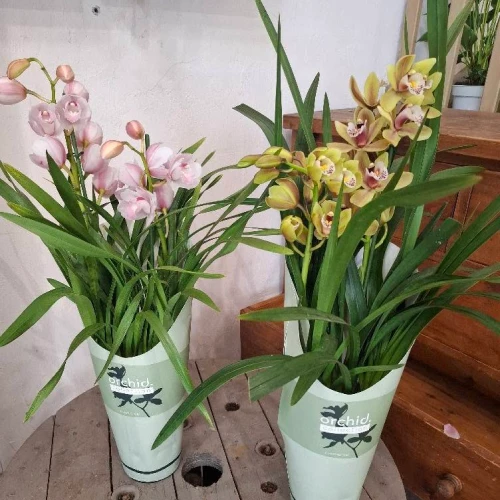 Orchidées Phalaenopsis