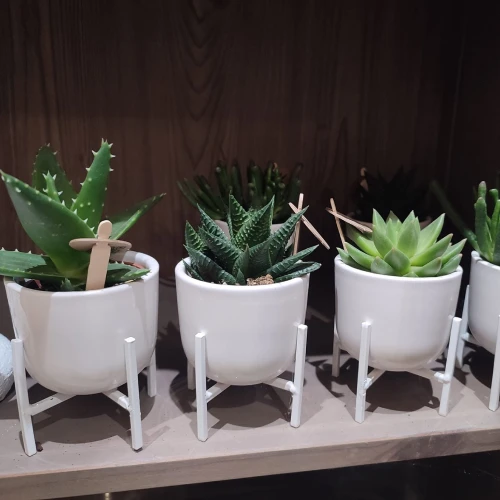 Composition de cactus